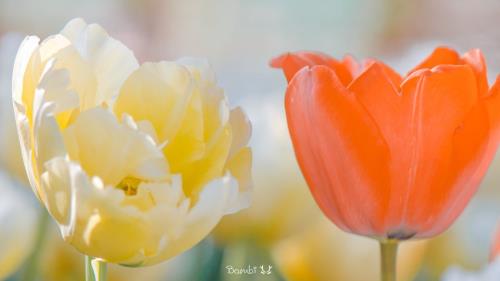 感恩姐妹句子说说心情