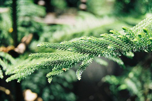 七夕搞笑签名79句