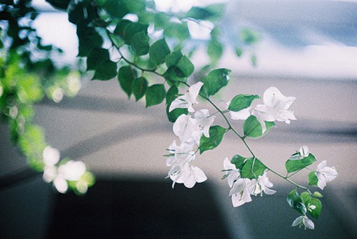 描写植物的好词好句