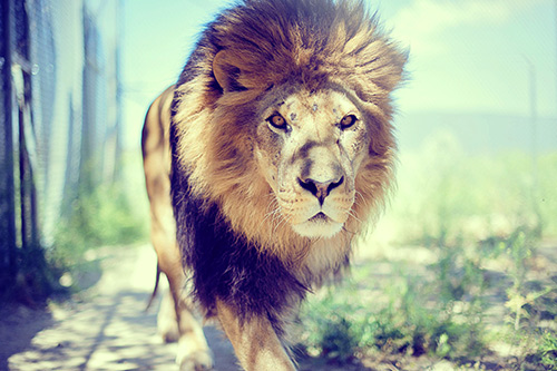 母亲造排比句19句