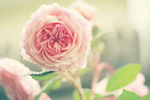 关于老师的英语谚语