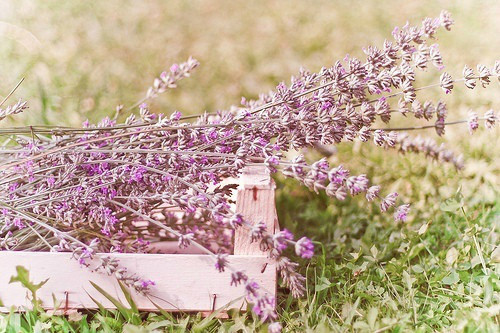 扩写拟人句41句