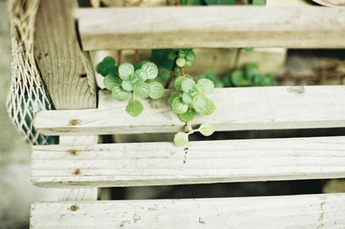 玫瑰的拟人句16句