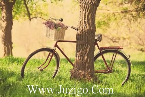 树木和森林的谚语16句