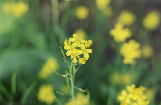 描写鸟类的句子