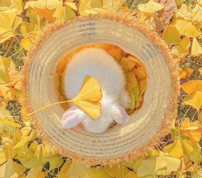 简洁的爱情优美句子合集79条