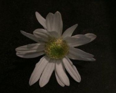 ​表达男女爱情的诗句81句