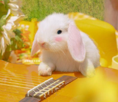 感悟事业的经典句子