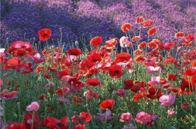 ​励志美句美段摘抄大全 适合写摘抄的唯美句子