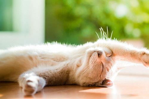 桃花的唯美句子 桃花短句子8个字 桃花的吉祥话语