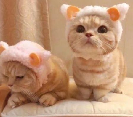 【必备】2025年优美古风句子摘录66条