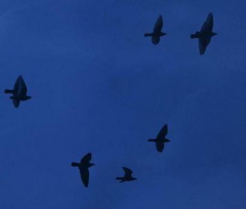 ​简洁的正能量语句74条