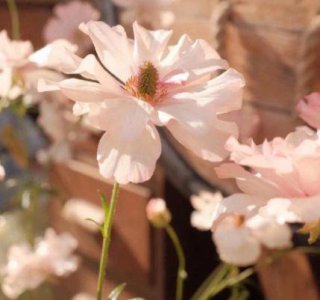 ​早安正能量语句摘录38条