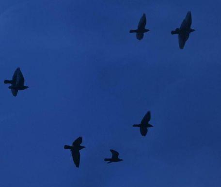 正能量小清新长句子