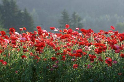 ​生活的正能量句子31句