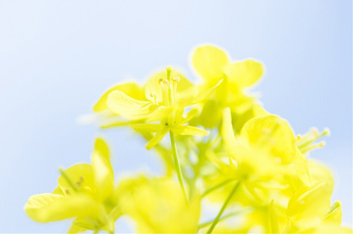 最美好的爱情句子99句