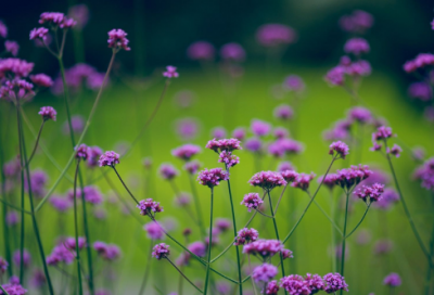 ​关于和全世界说晚安唯美句子