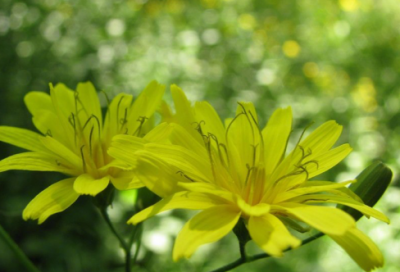 ​摘樱桃文案朋友圈(必备87句)