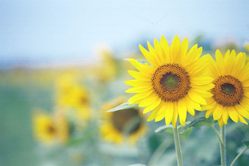 精致女人正能量的句子 女人要活得精致短句(76句)