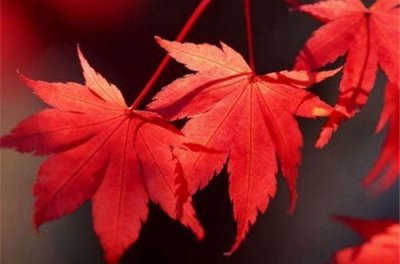 ​常用早安正能量语句64条