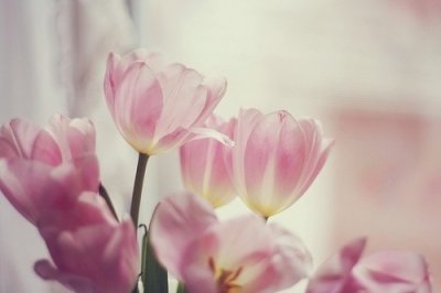 ​春天励志语录83句