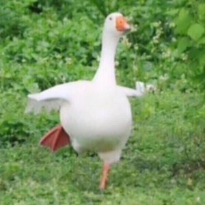 ​早安短句[30句] (正能量一句话经典语录)