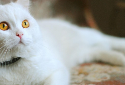 ​清明节发朋友圈的句子，表达回乡祭祖的心情