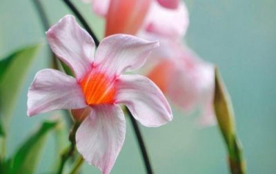 ​为了家人为了孩子的励志话语(15句)