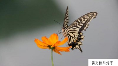 ​句子有几种修辞手法（有哪些类型例句）