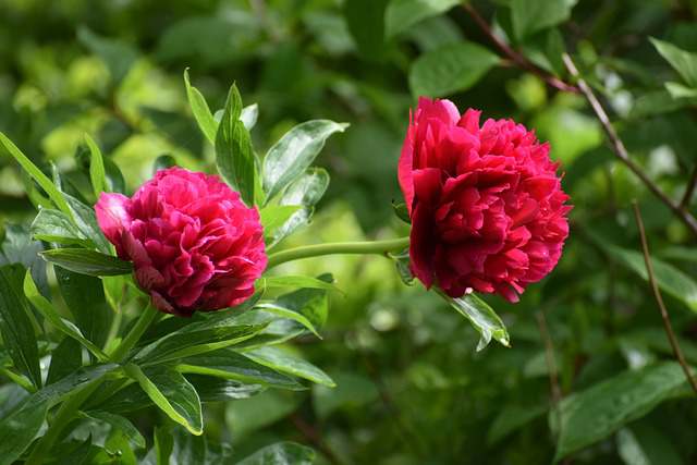 我见过你爱人的样子，所以我知道你不爱我