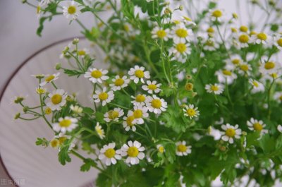 ​有一眼万年的词句文案（一眼万年的文案｜岁岁常欢愉，万事皆胜意）