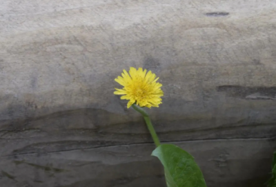 ​中国乐队组合名字大全(61个)