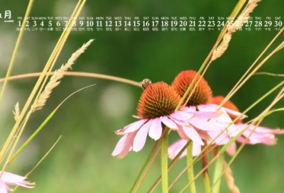 ​取个一看就知道玩原神的名字(精选72个)