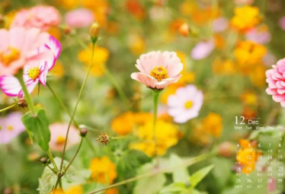 ​幽默搞笑吸引人的cf网名(精选76个)