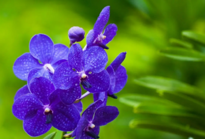 ​给情人取一个好听的名字(优选63个)