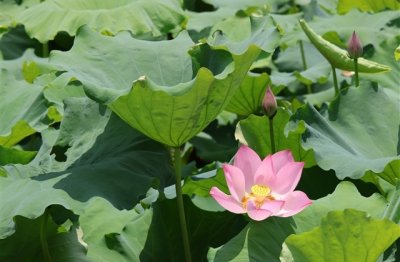 ​笑死人不偿命的网名