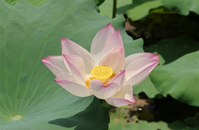 笑死人不偿命的网名