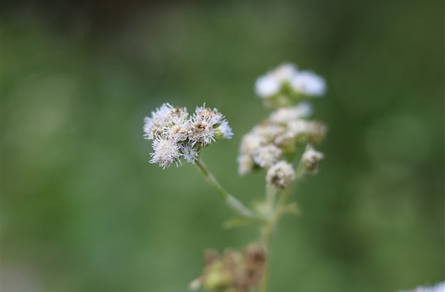 简单的三个字网名：喵小咪﹥ε﹤
