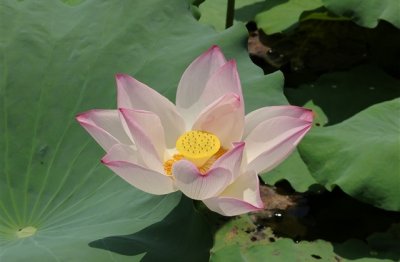 ​穿越火线酷炫名字 让人眼前一亮的cf名字