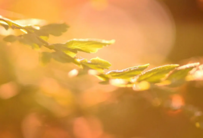 ​独一无二的海字昵称(优选72个)