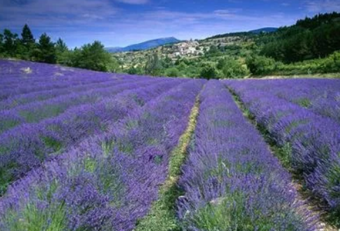 1715827658102006.png image.png